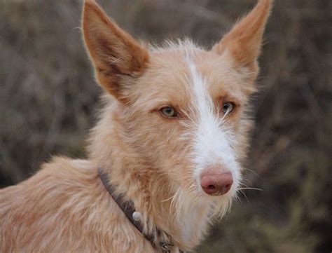 Perros de caza podenco